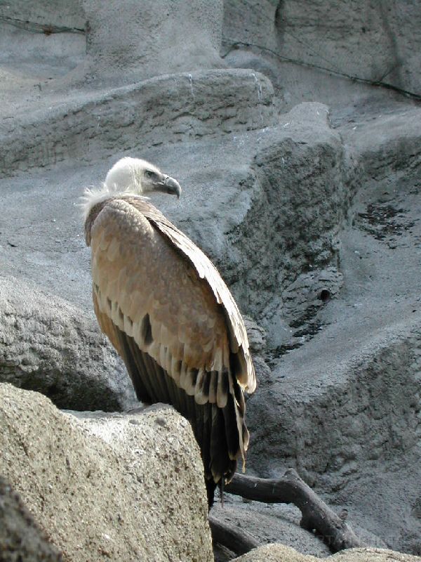 DSCN1486.jpg - Griffon Vulture