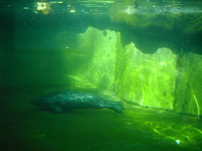 DSCN1487.jpg - Harbor Seal