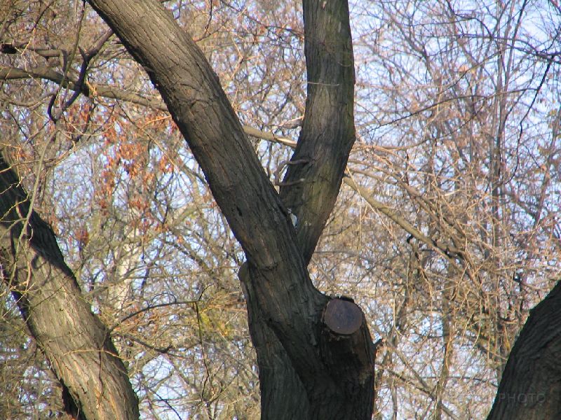 IMG_0791.jpg - Vrosliget; tree with woodpecker