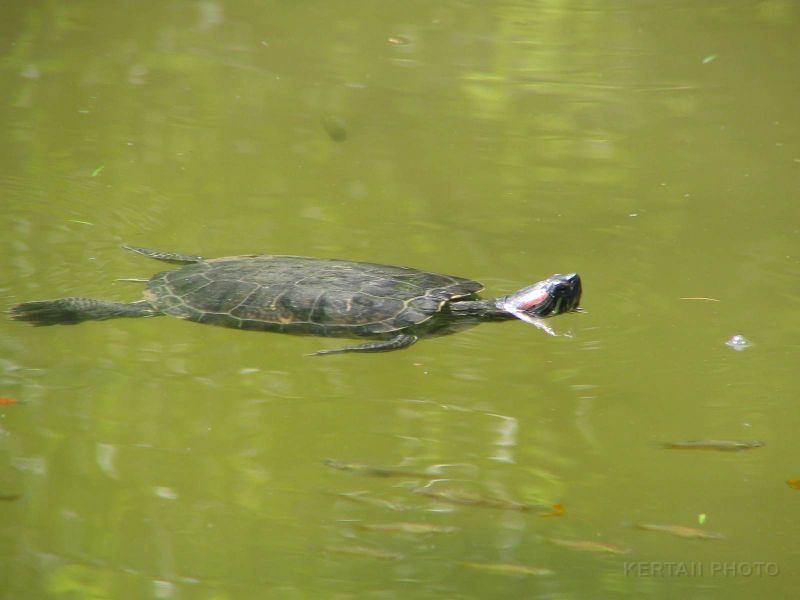 IMG_1421.jpg - Margitsziget; Red-eared slider