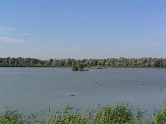 IMG_0616_Lepelaarshut