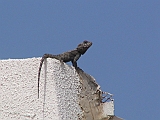 IMG_2905 * HARDOEN_HARDUN AGÁMA_ROUGHTAIL ROCK AGAMA_HARDUN_LAUDAKIA STELLIO
Tsoran; Rehov Hahadarim 130 (IL)