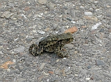 dscn1282 * GEWONE PAD_BARNA VARANGY_COMMON EURPPIAN TOAD_ERDKRÖTE_BUFO BUFO
=====Oostvaardersplassen (NL) - Hugo de Vriespad (NL)