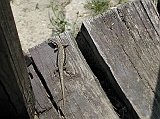 dscn2502 * MUURHAGEDIS_FALI GYÍK_WALL LIZARD_MAUEREIDECHSE_PODARCIS MURALIS
=====Hárshegy (HU)