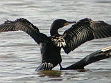 dscn0041 * Lepelaarplassen(NL);
Plas rond Trekvogelshut___ Tó a megfigyelöház körül