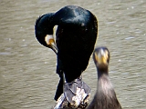 dscn0721 * Lepelaarplassen(NL);
Plas rond Trekvogelshut___ Tó a megfigyelöház körül