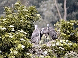 dscn0724 * Lepelaarplassen (NL); Trekvogelhut