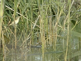 dscn1552 * BOSRIETZANGER - ÉNEKES NÁDIPOSZÁTA - MARSH WARBLER - SUMPFROHRSÄNGER_ACROCEPHALUS PALUSTRIS ----
Oostvaardersplassen (NL); Jan van den Boschpad