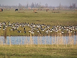 img_0854 * Oostvaardersplassen (NL); Jan van den Boschpad