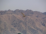 IMG_2763 * Eilat (IL)