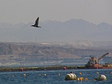 IMG_2765 * Eilat (IL)