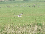 P1020111 * Oostvaardersplassen; Jan van den Boschpad (NL)