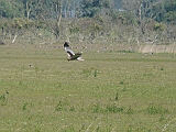 P1050353 * Oostvaardersplassen; Jan van den Boschpad (NL)