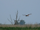 P1050370 * Oostvaardersplassen; Jan van den Boschpad (NL)