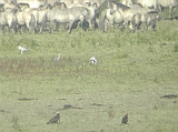 dscn3044 * Oostvaardersplassen (NL); Jan van den Boschpad