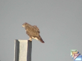 buizerd_egerészölyv * (12 Slides)