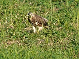 P1050838 * Oostvaardersplassen; Jan van den Boschpad (NL)