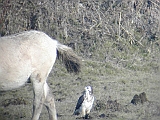 dscn1711 * Oostvaardersplassen (NL); Jan van den Boschpad