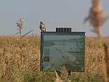 img_2135 * Oostvaardersplassen (NL); Jan van den Boschpad