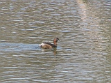 img_1030 * Lepelaarplassen (NL);
Plas rond Trekvogelshut___ Tó a megfigyelöház körül