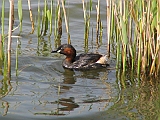 img_1124 * Lepelaarplassen (NL);
Plas rond Trekvogelshut___ Tó a megfigyelöház körül