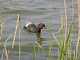 img_1125 * Lepelaarplassen (NL);
Plas rond Trekvogelshut___ Tó a megfigyelöház körül