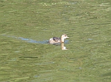 img_1965 * Lepelaarplassen (NL);
Plas rond Trekvogelshut___ Tó a megfigyelöház körül