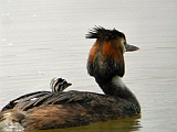 dscn0746 * Lepelaarplassen (NL);
Plas rond Trekvogelshut___ Tó a megfigyelöház körül