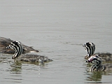 dscn0747 * Lepelaarplassen (NL);
Plas rond Trekvogelshut___ Tó a megfigyelöház körül