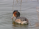 img_2437 * Lepelaarplassen (NL);
Plas rond Trekvogelshut___ Tó a megfigyelöház körül