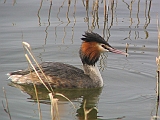 img_2439 * Lepelaarplassen (NL);
Plas rond Trekvogelshut___ Tó a megfigyelöház körül