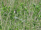 IMG_1201 * Oostvaardersplassen; Jan van den Boschpad (NL)