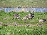 img_1148 * Oostvaardersplassen; Jan van den Boschpad (NL)