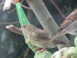 img_0929 * GROENLING_ZÖLDIKE_EUROPEAN GREENFINCH_GRÜNFINK_CHLORIS CHLORIS_CHLORIS CHLORIS ----
Almere (NL); Hofstedestraat 18