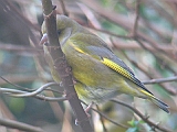 img_2267 * GROENLING_ZÖLDIKE_EUROPEAN GREENFINCH_GRÜNFINK_CHLORIS CHLORIS_CHLORIS CHLORIS ----
Almere (NL); Hofstedestraat 18