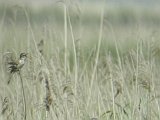 dscn0030 * GROTE KAREKIET - NÁDIRIGÓ - GREAT REED-WARBLER - DROSSELROHRSÄNGER_ACROCEPHALUS ARUNDINACEUS ----
Oostvaardersplassen (NL); Jan van den Boschpad