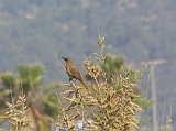 img_2845 * GROTE KAREKIET - NÁDIRIGÓ - GREAT REED-WARBLER - DROSSELROHRSÄNGER_ACROCEPHALUS ARUNDINACEUS ----
Israel; Magaam Michael