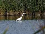 P1010570 * Oostvaardersplassen; Jan van den Boschpad (NL)