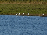 P1010864 * Oostvaardersplassen; Jan van den Boschpad (NL)