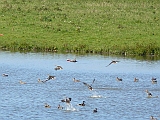 P1010543 * Oostvaardersplassen; Jan van den Boschpad (NL)