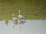 dscn0456 * Oostvaardersplassen (NL); Jan van den Boschpad