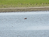 P1020148 * Oostvaardersplassen; Jan van den Boschpad (NL)