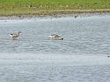 P1020152 * Oostvaardersplassen; Jan van den Boschpad (NL)