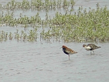 dscn0878 * Oostvaardersplassen; Jan van den Boschpad (NL)