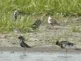 dscn2736 * Oostvaardersplassen; Jan van den Boschpad (NL)