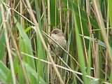 img_1155 * Lepelaarplassen(NL);
Plas rond Trekvogelshut___ Tó a megfigyelöház körül