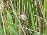 img_1157 * Lepelaarplassen(NL);
Plas rond Trekvogelshut___ Tó a megfigyelöház körül