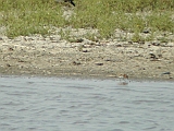 dscn1116 * Oostvaardersplassen (NL); Jan van den Boschpad