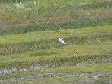 P1070007 * Lepelaarplassen; trekvogelgras (NL)