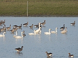 P1060019 * Oostvaardersplassen; Jan van den Boschpad (NL)